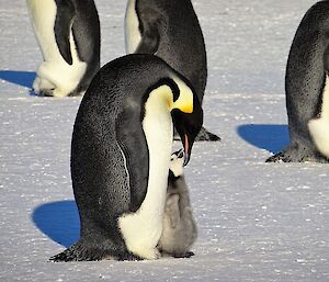 An adult penguin’s beak reaches down to a chick on its feet.