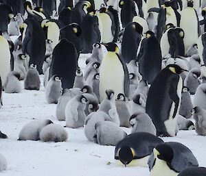 Dozens of chicks and emperor penguins in a loose huddle
