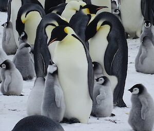 An emperor penguin chick reaches up to an adult emperor penguin surrounded by a rookery of penguins