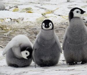 Three emperor penguin chicks stand in a row.