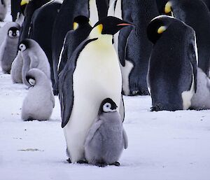A rotund emperor chick stands against an adult emperor penguin