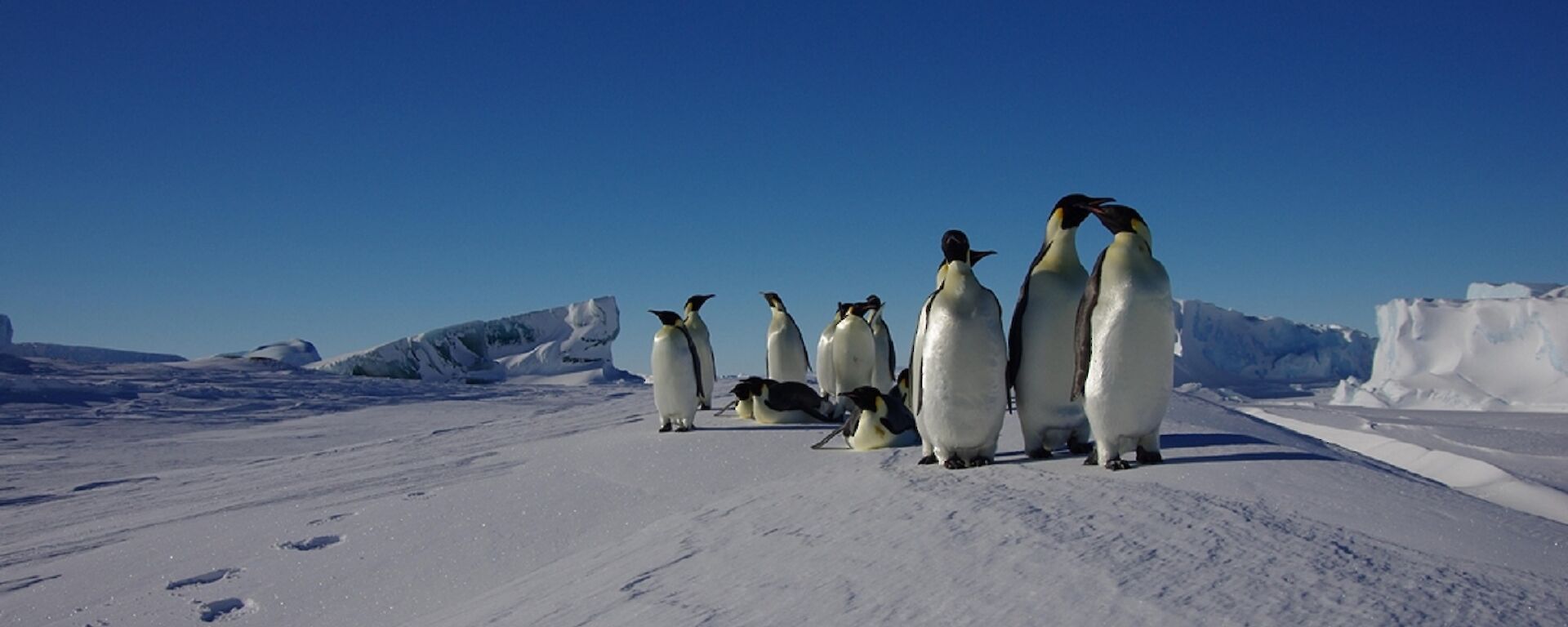 Ten emperor penguins stand on a snow embankment with a jade berg behind them.
