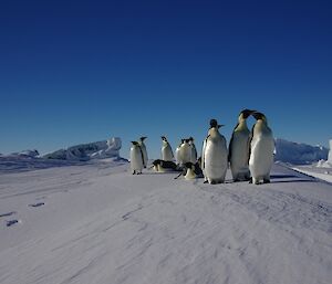 Ten emperor penguins stand on a snow embankment with a jade berg behind them.