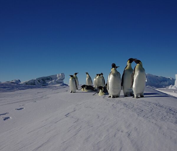 Ten emperor penguins stand on a snow embankment with a jade berg behind them.