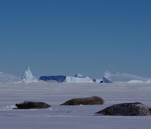 Three Weddell seals lay on the sea ice in front of towering icebergs.