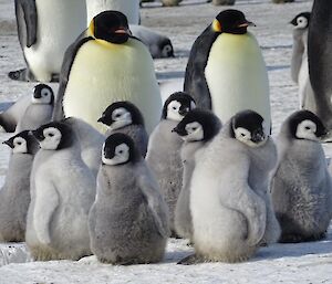 A creche of Emperor chicks stand around with two adult penguins