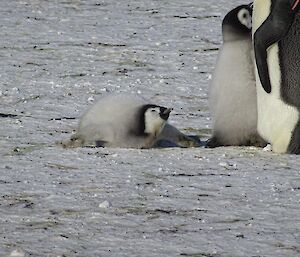 An emperor chick lays flat on its belly on the ice.