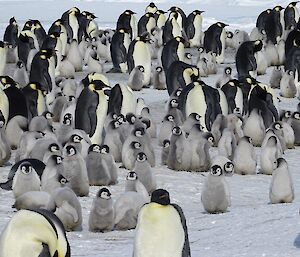 A creche of chicks stand among adult emperor penguins
