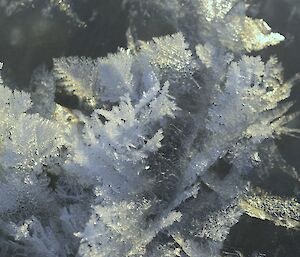 Ice flowers in a tide crack.