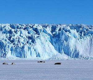 A blue coloured glacier edge with sea ice in the foreground and blue skies