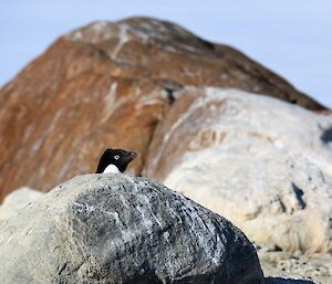 An Adélie penguin pops it’s head up from behind a rock