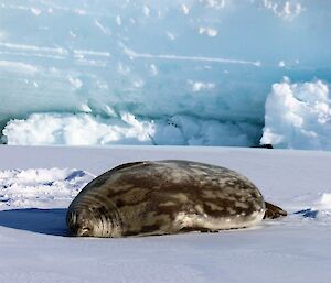 A sleeping Weddell seal on sea ice.