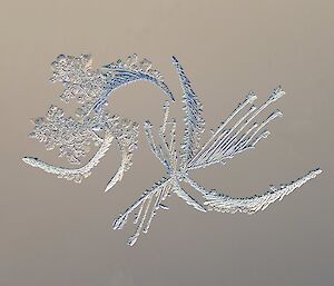 Ice crystals formed on glass in the shape of a flower