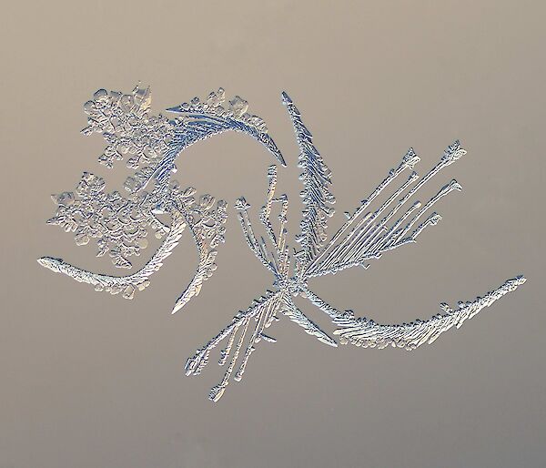 Ice crystals formed on glass in the shape of a flower