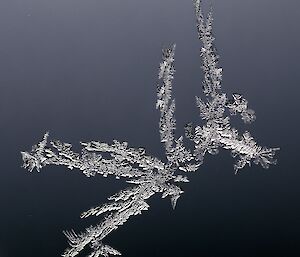 A close up of intricate ice crystals.