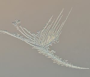 A close up of ice crystals in the shape of a bird with wings