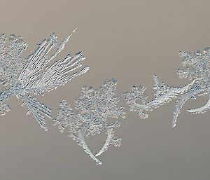 A close up of ice crystals in the shape of a jewelled brooch