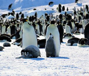 An emperor penguin chick lays on top of another chick