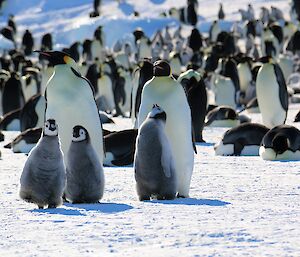 Three emperor penguin chicks stand in front of a pair of adult penguins on the sea ice