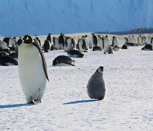 A chick runs along side an adult emperor penguin on sea ice