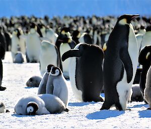 A fluffy chick lays on the sea ice with its beak in the ice