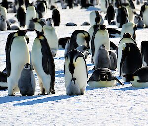 Adult emperor penguins and grey fluffy chicks on sea ice