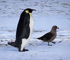 An emperor penguin and a skua on sea ice.