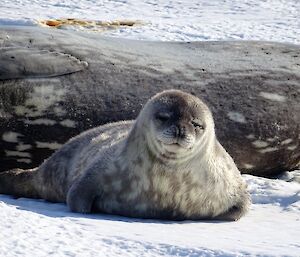 A Weddell seal pup on the sea ice