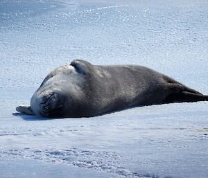 A Weddell seal pup on the sea ice.