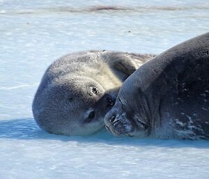 A Weddell seal pup on the sea ice.