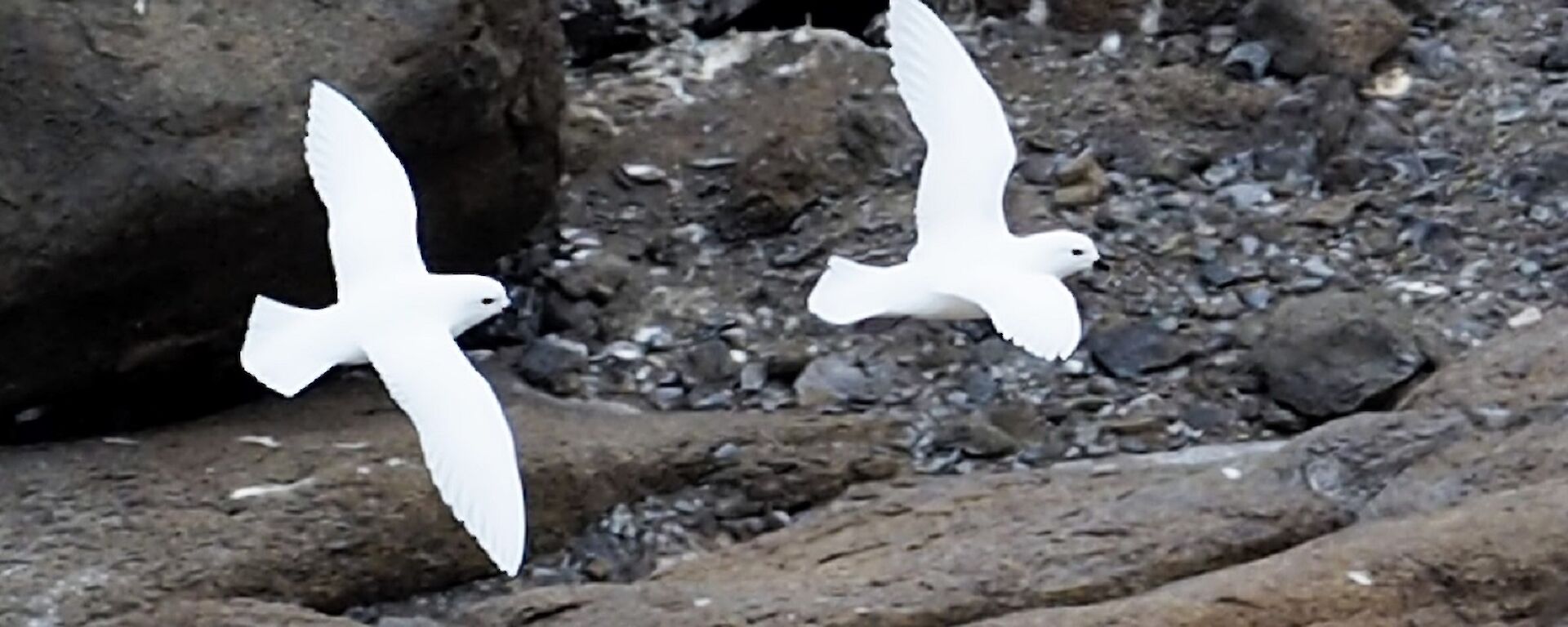 Two white snow petrel birds fly in unison over rocks.