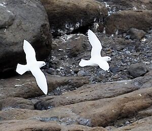 Two white snow petrel birds fly in unison over rocks.