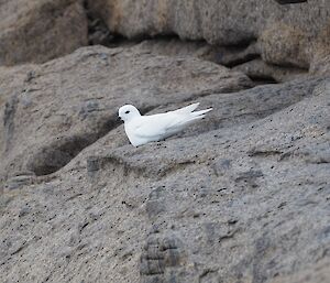 a white petrel bird nests on a rock