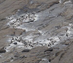 A colony of Adélie penguins on a rocky island.