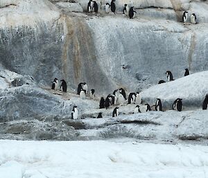 A colony of Adélie penguins moving around a rocky island.