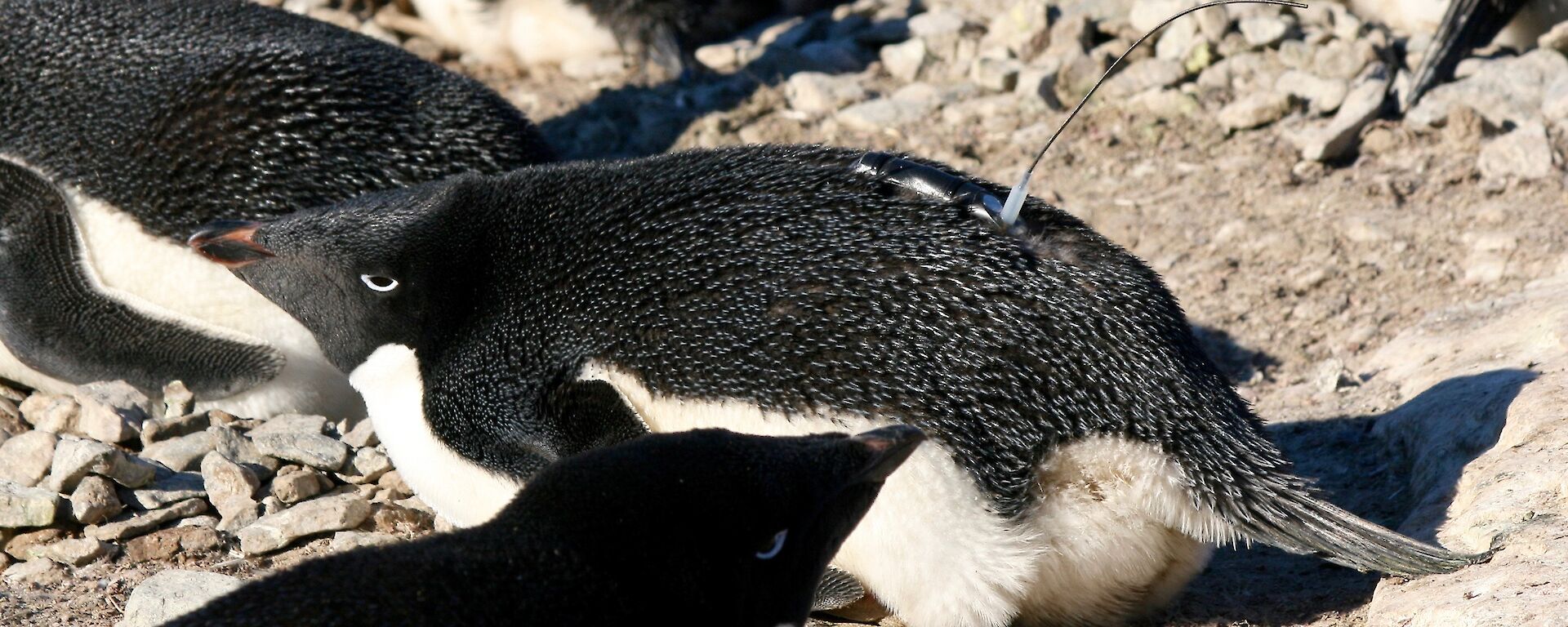 A black and white penguin lays on a rock with a satellite tracker stuck to its back.