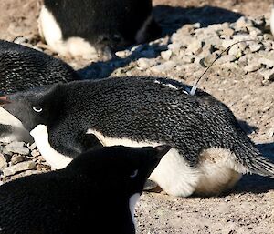 A black and white penguin lays on a rock with a satellite tracker stuck to its back.