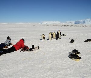 Two men lay on their stomachs in the snow observing a group of Emperor penguins.