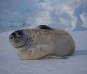 A Weddell seal lays on its side and looks up at the camera.