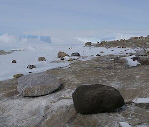 A brown and grey boulder side by side on a rocky island in front of icebergs.