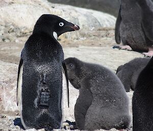 An Adélie penguin adult with GPS and dive logger attached.