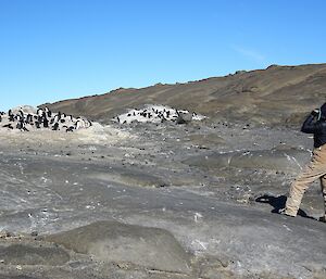 A woman stands looking at a group of penguins to try and spot ones wearing tracking devices.
