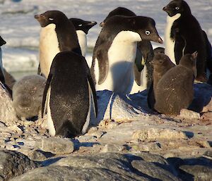 A parent chick guarding their chicks