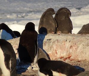 Penguin chicks are starting to move away from the safety of their parents and venture out in the world