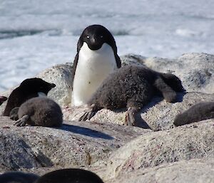 A chikc lies flat out on the rocks in the sun