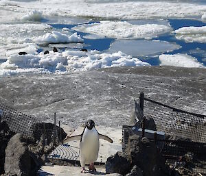 An Adelie penguin crosses the weighbridge and tag reader