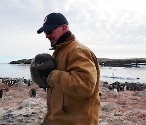 A man carries a penguin chick to be checked over