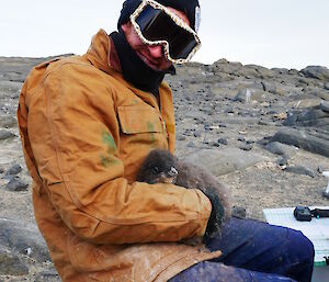 A man holds a penguin chick in preparation for tagging
