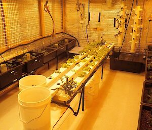 The interior of a hydroponics container with grow lights on