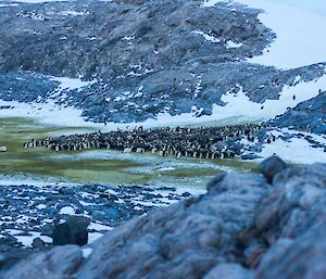 Emperor Penguins at Taylor Rookery